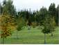Trees growing, can you hear it?