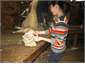 Helping with shearing