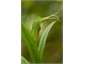Native green hooded orchid - on our property