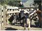 Dave & team sorting the hoggets