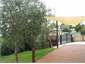 a european influence of olive trees
