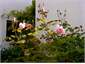 Rose garden