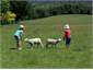 Feeding lost lambs