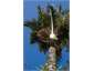 Nikau Palm over deck