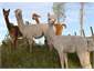 friendly alpacas