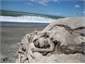 Drift wood on beach
