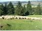 Sheep grazing