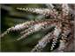 Close up of Cabbage Tree flow head - from deck