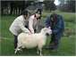 Meeting Spike the pet sheep & her lambs