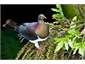 Kereru - native wood pigeon from the deck