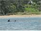Dolphins out front