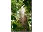 700 year old Heritage Listed Kauri on the property