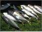 local kingfish catch