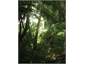 The bush walk