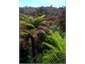 View of Native Forest Reserve Kakapo Cottage