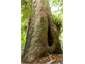 The Scar - how this magnificant Kauri survived