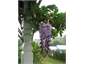Wisteria on balconies