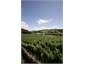 The vineyard