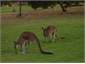 See Kangroos up close
