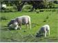 Nextdoor neighbours
