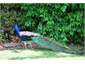 Julius, our peacock