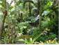 Award winning Subtropical Garden