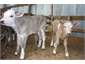Spring Calves