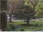 A park across the way