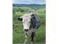 I'm sorry but this is a sexy cow (not included)