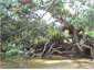 Stream to next to bach