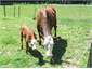 Neighbours in paddock