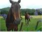 Our horses Joey and Star in paddock 