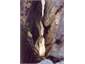 Sawcut Gorge