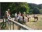 Feeding the Alpacas