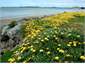 The flowers enjoy themselves here as well.