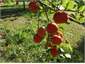 Fruit in the front orchard