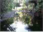 The river  where the eels live.