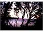 Nightfall Gooseberry Flt