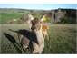 Nosy Deer