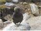 kea