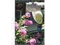 Backdoor flowers
