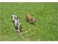 Farmyard animals