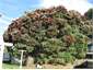 THE TREES