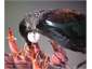 Birdlife