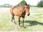 Syd the stock horse - Likes apples!