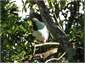 Tuis in bush by kitchen door