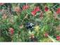 our Tui