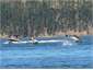 Wild dolphins perform to the delight of boaties