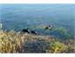 Ducks on walkway - beautiful clean water!