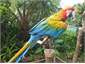 Very friendly and talkative Parrosts